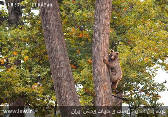تصاویر زیبا و کم‌نظیر از حیات وحش مازندران