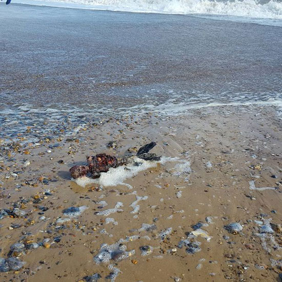 پیدا شدن جسد پری دریایی در سواحل انگلستان!