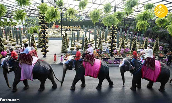 عروسی دسته‌جمعیِ سوار بر فیل در ولنتاین
