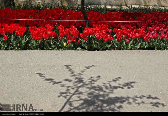 عکس: كاشت لاله به ياد مادر در تهران