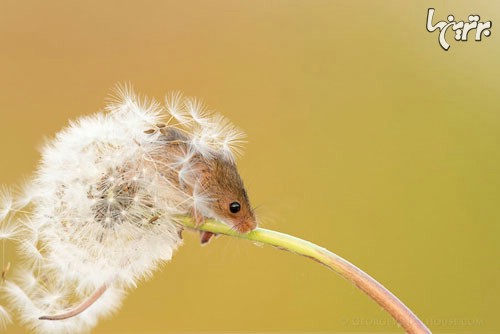 زیبایی موش‌های چشم‌دکمه‌ای! +عکس