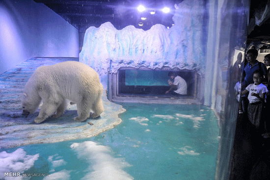 غمگین ترین خرس قطبی جهان