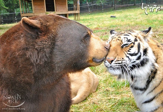 عکس: رفاقت 15 ساله شیر و ببر و خرس!