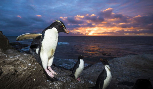 رژه پنگوئن ها در هنگام غروب آفتاب