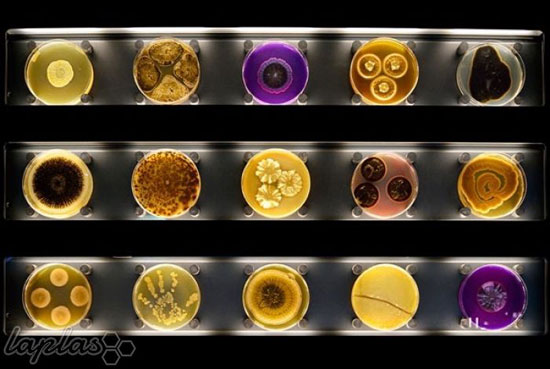 اولین باغ وحش میکروب‌ها در جهان +عکس