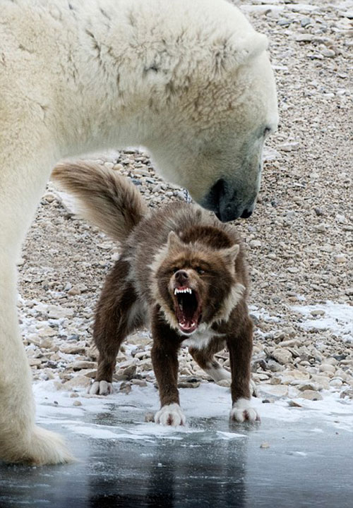 تهدید سگ نگهبان خرس را ترساند! +عکس