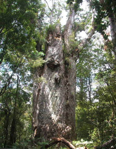 پیرترین درختان کره زمین که سرپا هستند