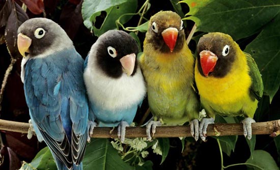 تصاویر فوق العاده زیبا از دنیای پرندگان (4)