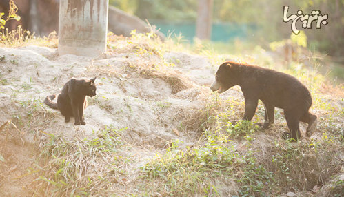 تصاویری از دوستی عجیب گربه و توله خرس