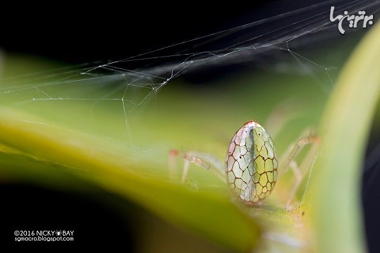 رفتار جالب عنکبوت آینه ای در مواجهه با خطر