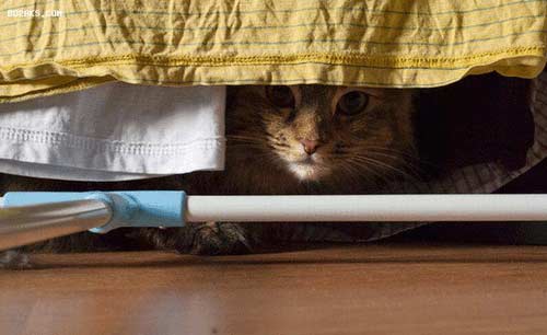 گربه های جاسوس در کمین نگاه شما!