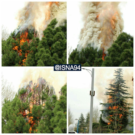 درختی که در روز طبیعت در آتش سوخت