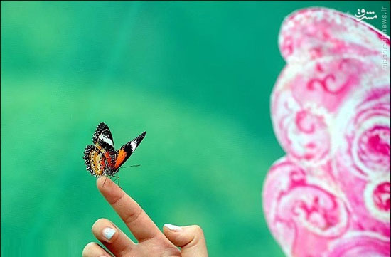 عکس: جشنواره پروانه ها در چین