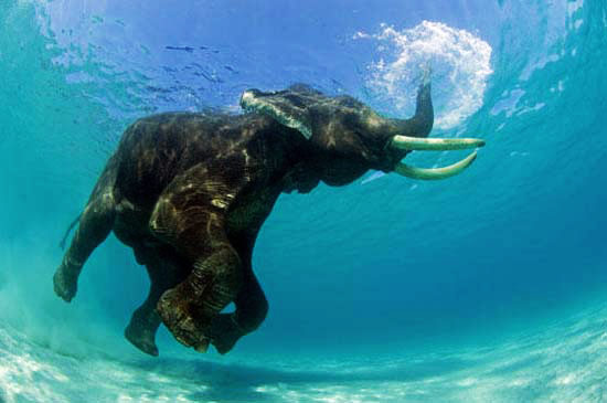 فیل شناگر در اقیانوس!!/ عکس