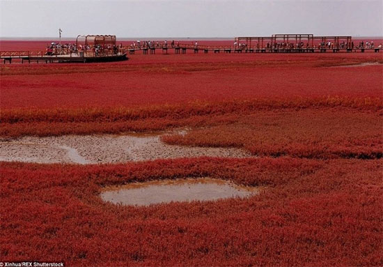 تصاویر زیبا از بزرگ‌ترین تالاب دنیا در چین