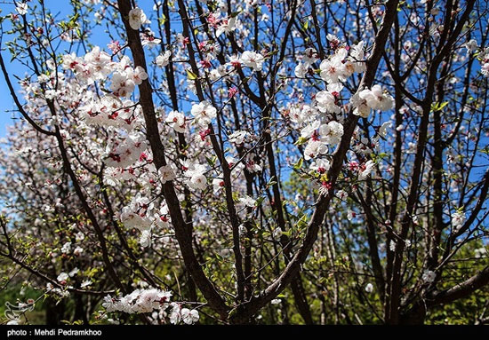 شکوفه‌های درخت زردآلو در باغات بهبهان