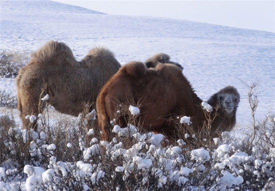 جاذبه‌ های زمستانی قزاقستان +عکس