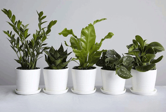 خرید اینترنتی گل و گیاه؛ بهترین انتخاب آنلاین برای شما