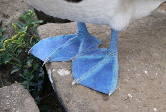 عاشق این خنگِ پا آبی می‌شوید! +عکس
