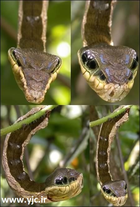 عجیب‌ترین چهره‌ها میان حشرات +عکس