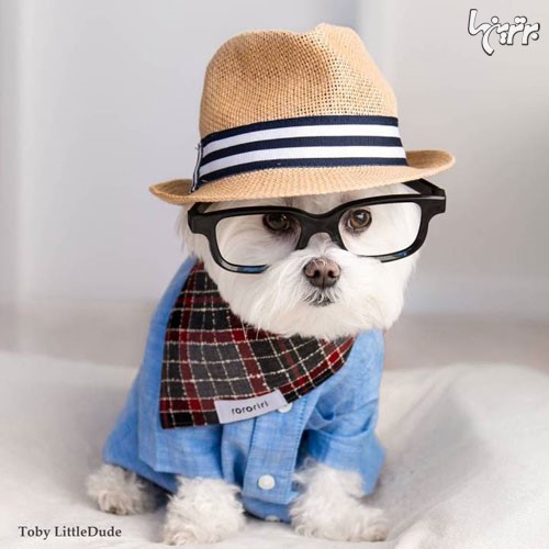 عکس: توبی، یک سگ خوش تیپ و بامزه!