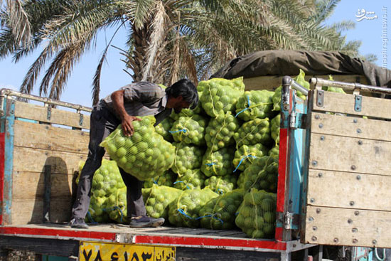 عکس: برداشت پرتقال در هرمزگان