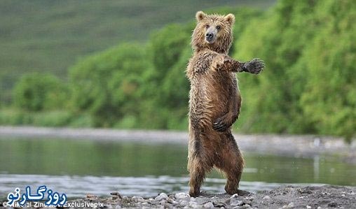 تصاویر: حرکات موزون یک بچه خرس!