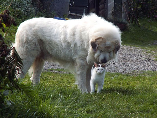 دوستی سگ و گربه که لبخند روی لبتان می‌آورد