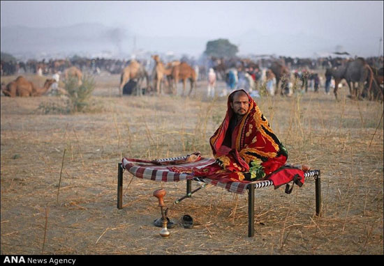 عکس: نمایشگاه شتر در هند!