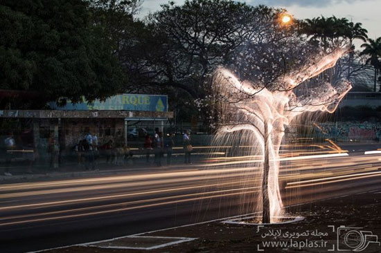 درختانی که نور می بارند! +عکس