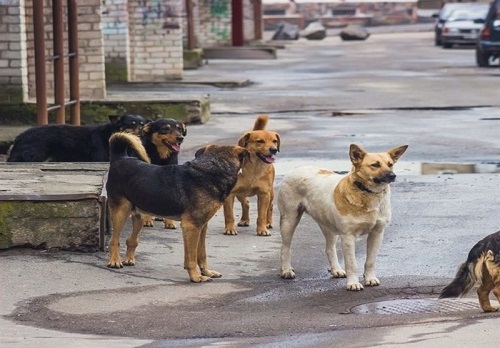 امکان صادرات سگ‌های بی‌سرپرست به چین و کره‌!