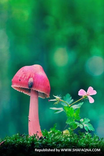 تصاویری از دنیای زیبا و رنگی قارچ‌ ها
