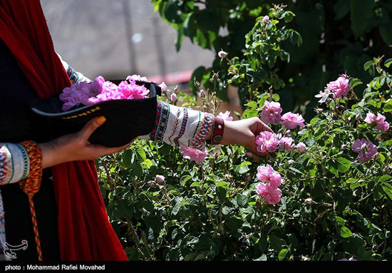 فصل گلاب گیری در کاشان