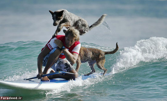 عکس: سگ های موج سوار