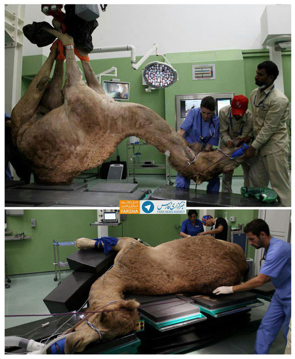 اولین بیمارستان شتر‌ها در دبی