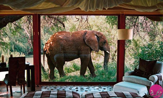 اقامت شگفت انگیز با فیل و زرافه در این هتل ها