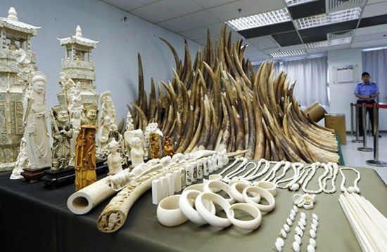 کشف محموله 7 تنی عاج فیل در هنگ کنگ