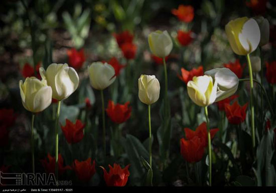 عکس: بوستان زیبای «باغ ایرانی»