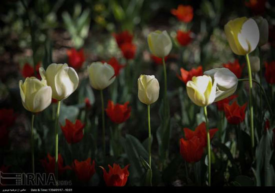 بوستان «باغ ایرانی»