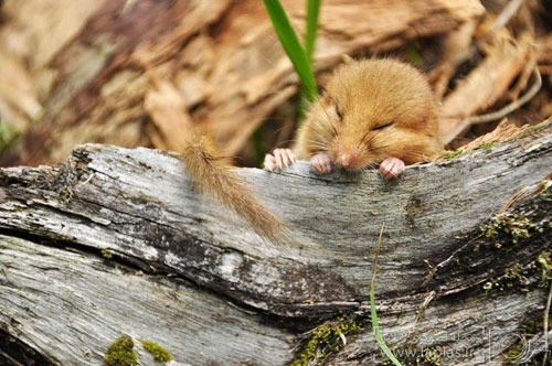 موش های وحشی زیبا و کوچک +عکس