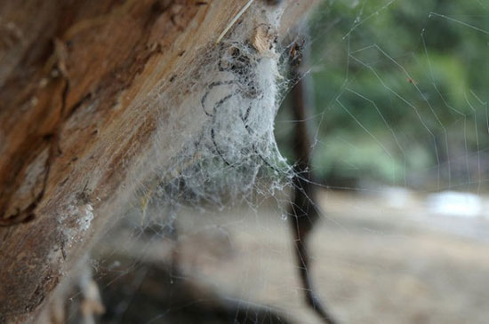 تولید تار عنکبوت مصنوعی با قدرت و انعطاف‌پذیری بالا در آزمایشگاه