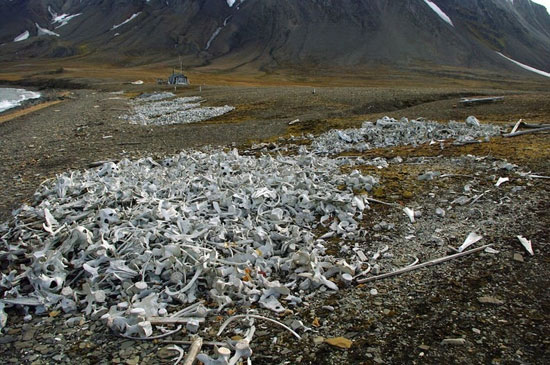 قبرستان نهنگ ها در نروژ +عکس