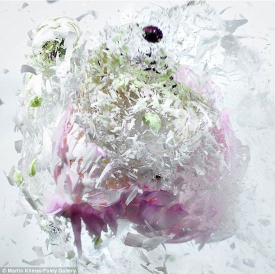 تصاویر بی نظیر از شلیک به گلهای یخ زده