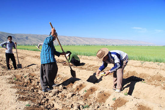 مزارع کاشت طالبی در رومشگان +عکس