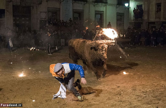 فستیوال گاوهای شعله‌ور +عکس