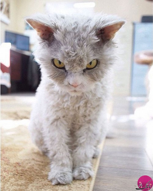 عصبانی‌ترین گربه اینستاگرام