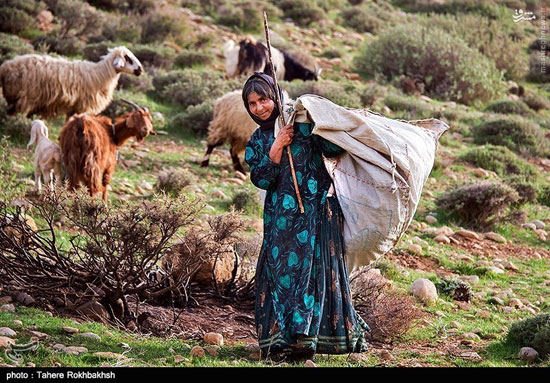 عکس: کوچ بهاری عشایر فارس