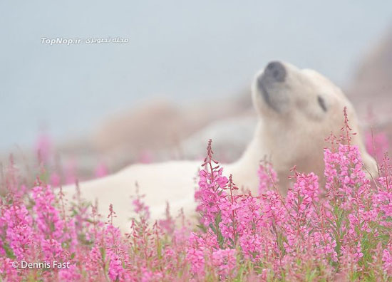 بازیگوشی خرس های قطبی در میان گل ها