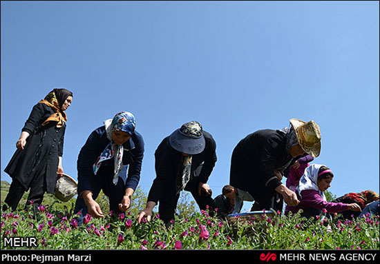 عکس: جشنواره گل گاوزبان