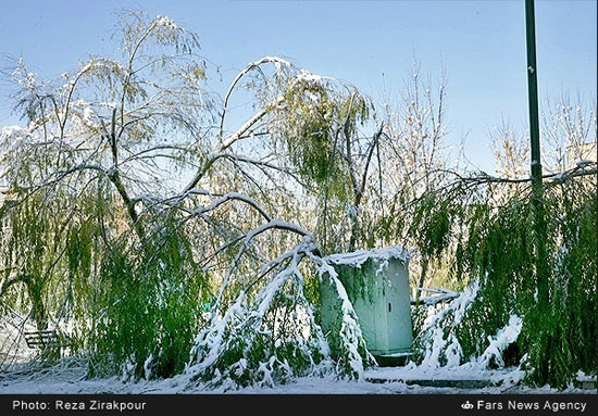 بارش برف و شکسته شدن درختان در شهرکرد